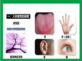 4.6.1人体对外界环境的感知（课件+教案+练习+导学案）