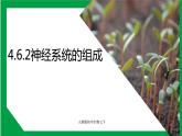 4.6.2神经系统的组成（课件+教案+练习+导学案）