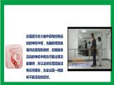 4.6.2神经系统的组成（课件+教案+练习+导学案）