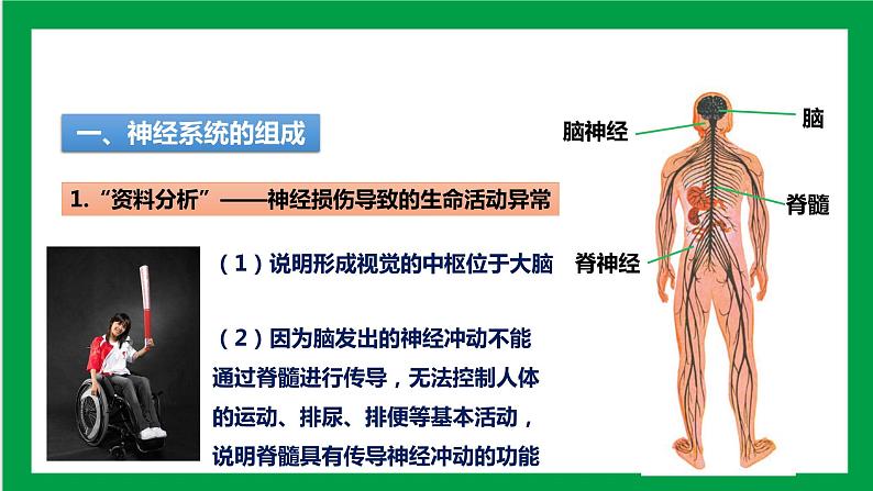 4.6.2神经系统的组成 课件第4页