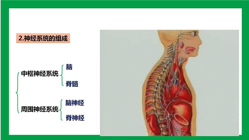 4.6.2神经系统的组成 课件第7页