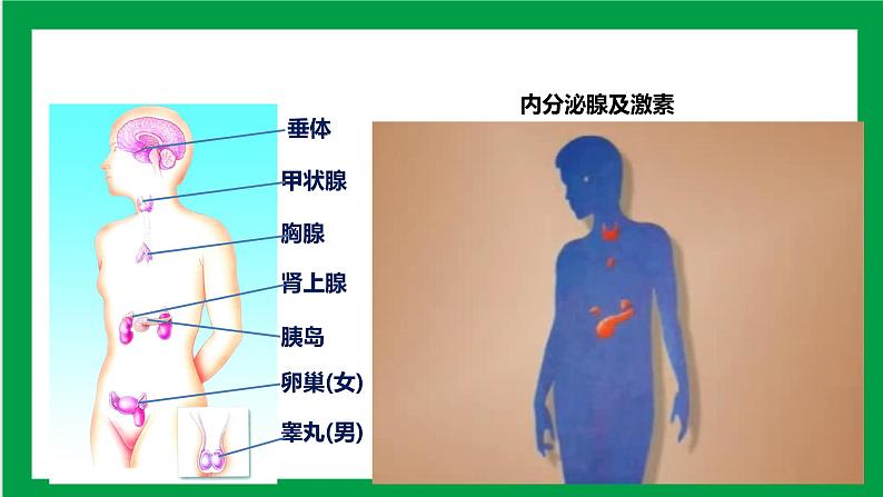 4.6.4激素调节（课件+教案+练习+导学案）04