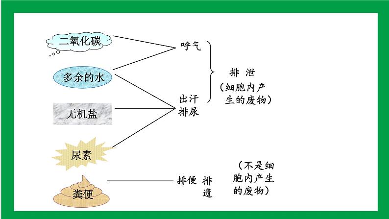 4.5人体内废物的排出 课件第4页