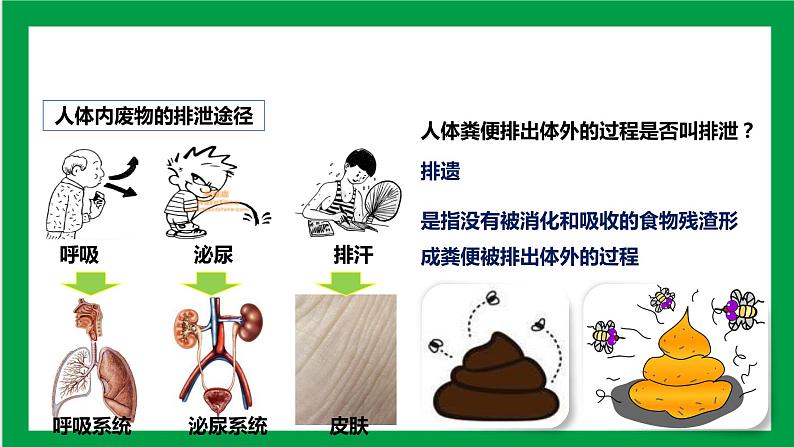 4.5人体内废物的排出 课件第6页