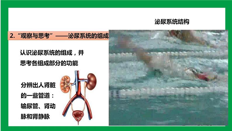 4.5人体内废物的排出 课件第7页