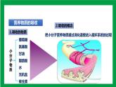 4.2.2消化和吸收 第二课时（课件+教案+练习+导学案）