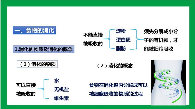 4.2.2消化和吸收 第三课时（课件+教案+练习+导学案）02