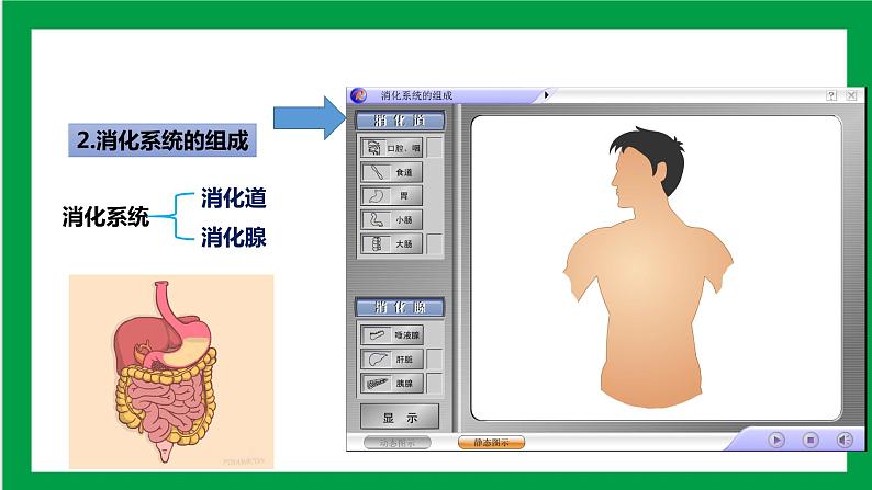 4.2.2消化和吸收 第三课时（课件+教案+练习+导学案）03