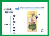 4.2.2消化和吸收 第三课时（课件+教案+练习+导学案）