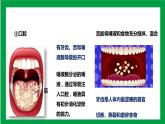 4.2.2消化和吸收 第三课时（课件+教案+练习+导学案）