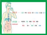 4.2.2消化和吸收 第一课时（课件+教案+练习+导学案）