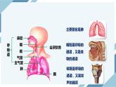 4.3.1呼吸道对空气的处理（课件+教案+练习+导学案）