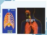 4.3.2发生在肺内的气体交换 第2课时（课件+教案+练习+导学案）
