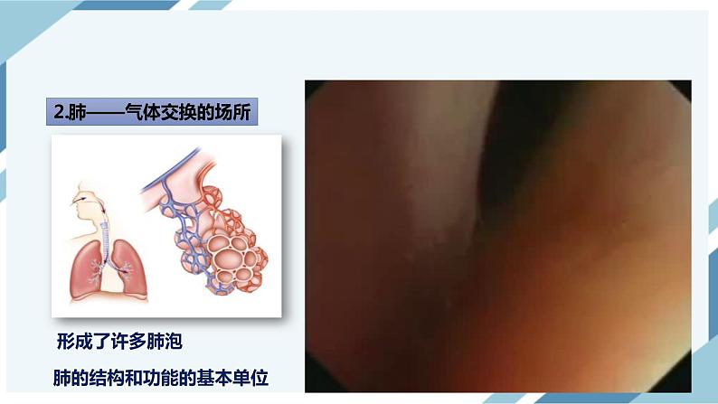 4.3.2发生在肺内的气体交换 第2课时（课件+教案+练习+导学案）04