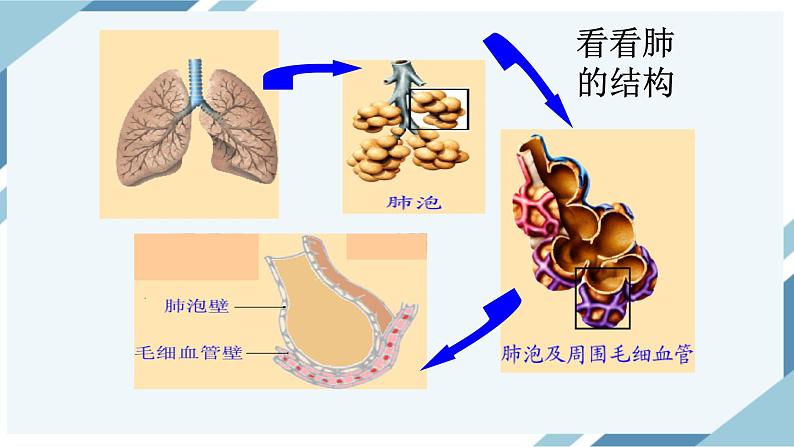 4.3.2发生在肺内的气体交换 第2课时（课件+教案+练习+导学案）05