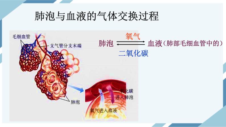生物七年级下册第二节发生在肺内的气体换皇痉犊慰渭䅟pt