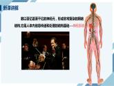 4.6.2神经系统的组成（课件+教案+练习+导学案）