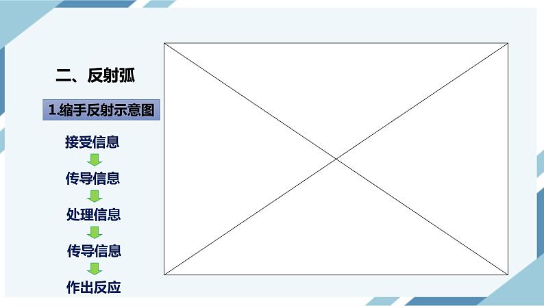 4.6.3神经调节的基本方式 课件第8页