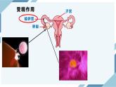 4.1.2人的生殖 第二课时（课件+教案+练习+导学案）
