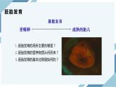 4.1.2人的生殖 第二课时（课件+教案+练习+导学案）
