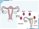 4.1.2人的生殖 第二课时（课件+教案+练习+导学案）