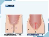 4.1.2人的生殖 第一课时（课件+教案+练习+导学案）