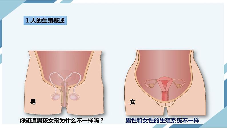4.1.2人的生殖 第一课时 课件第3页