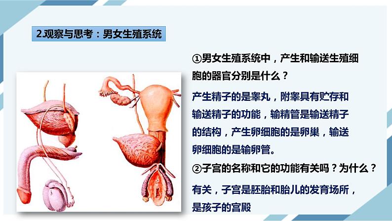 4.1.2人的生殖 第一课时 课件第4页