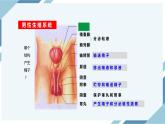 4.1.2人的生殖 第一课时（课件+教案+练习+导学案）