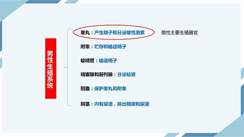 4.1.2人的生殖 第一课时 课件第7页