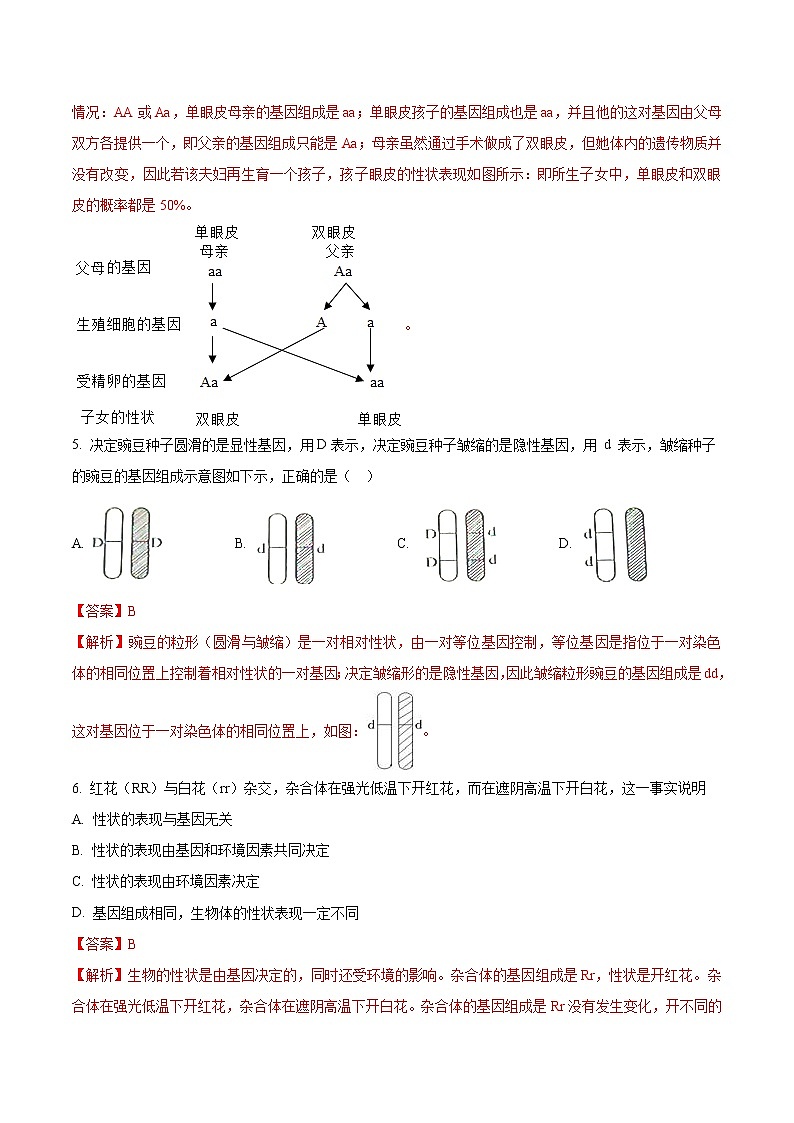 7.2.3 基因的显性和隐性 同步练习2 初中生物人教版八年级下册（2022年）02