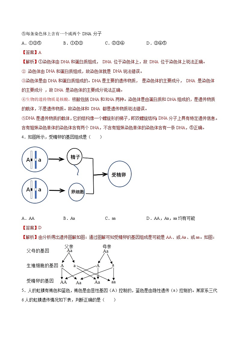 7.2.2 基因在亲子代间的传递 同步练习2 初中生物人教版八年级下册（2022年）第2页