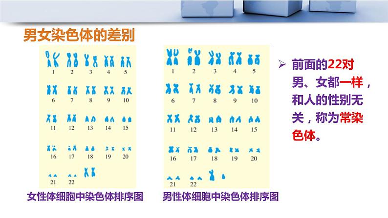 人教版八年级下册第七单元第二章第四节 人的性别遗传课件PPT第4页