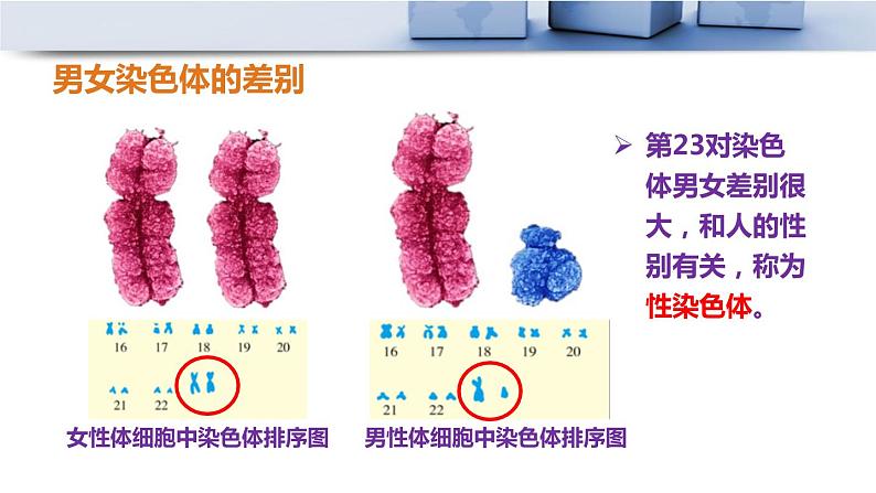 人教版八年级下册第七单元第二章第四节 人的性别遗传课件PPT第5页