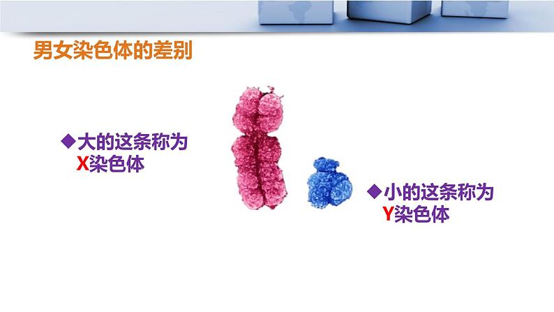 人教版八年级下册第七单元第二章第四节 人的性别遗传课件PPT第6页