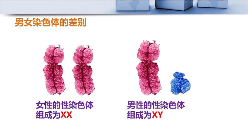 人教版八年级下册第七单元第二章第四节 人的性别遗传课件PPT第7页