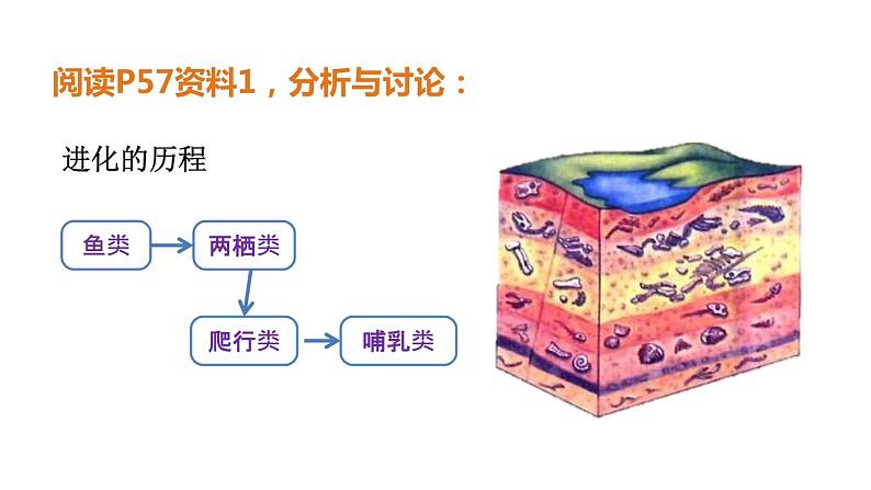 人教版八年级下册第七单元第三章第二节 生物进化的历程课件PPT08