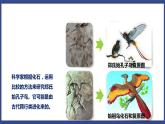7.3.2 生物进化的历程（课件+教案+练习+导学案）