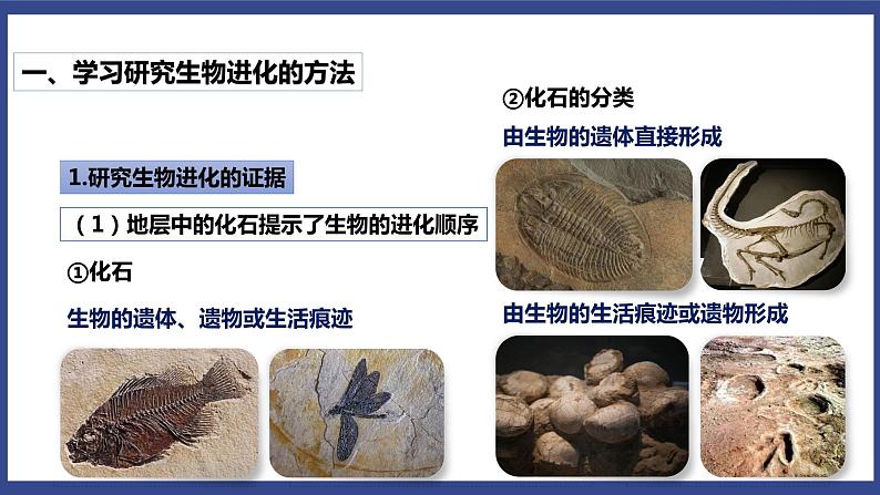 7.3.2 生物进化的历程（课件+教案+练习+导学案）03