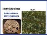7.3.2 生物进化的历程（课件+教案+练习+导学案）