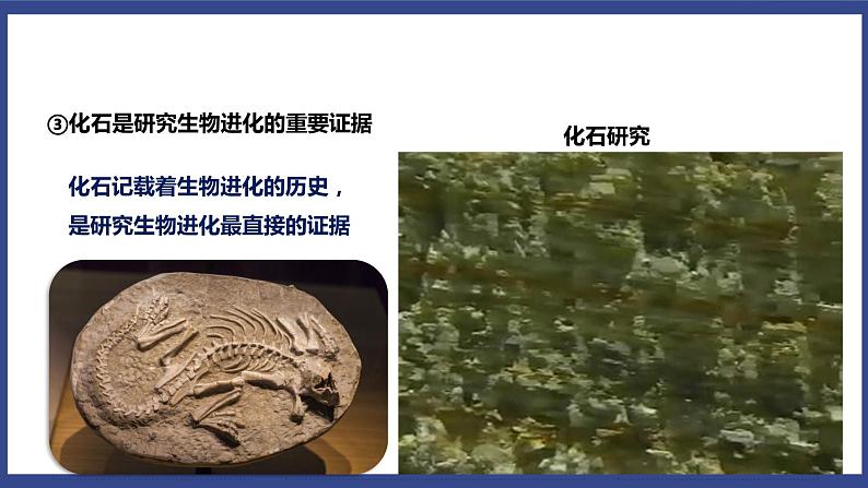 7.3.2 生物进化的历程（课件+教案+练习+导学案）04