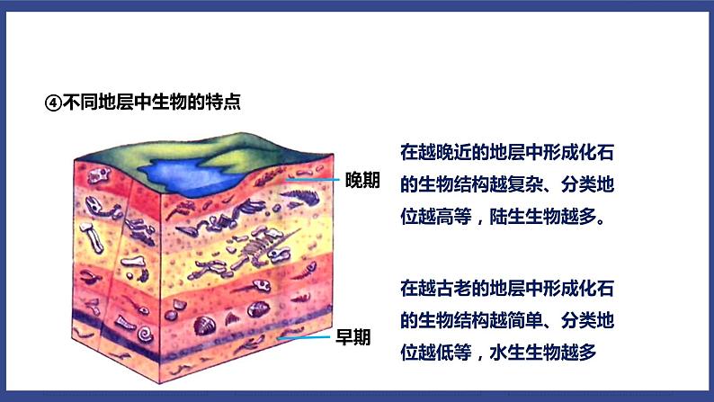 7.3.2 生物进化的历程（课件+教案+练习+导学案）05