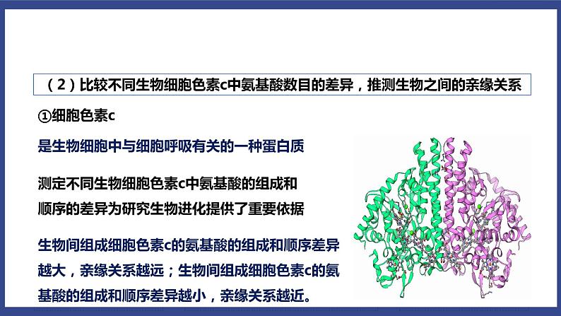 7.3.2 生物进化的历程（课件+教案+练习+导学案）06