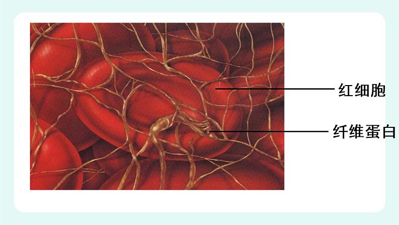 9.1血液（2）（课件+教案+练习+学案）07