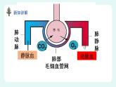 11.1人体产生的代谢废物（课件+教案+练习+学案）