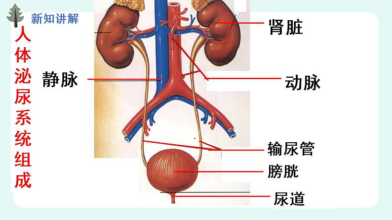 11.2 尿的形成与排出（1）（课件+教案+练习+学案）04