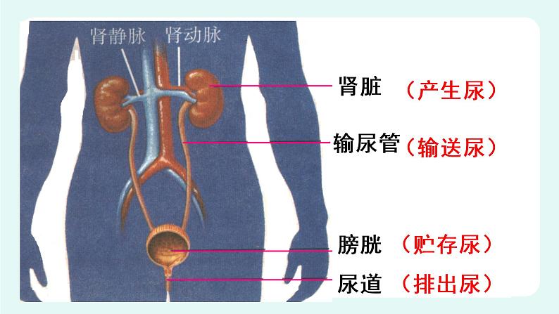 11.2 尿的形成与排出（1）（课件+教案+练习+学案）05