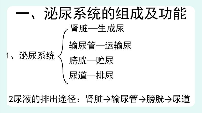 11.2 尿的形成与排出（1）（课件+教案+练习+学案）07