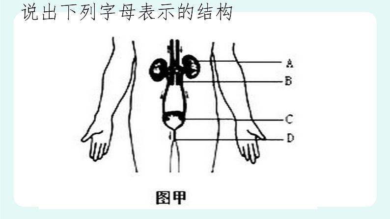 11.2 尿的形成与排出（1）（课件+教案+练习+学案）08