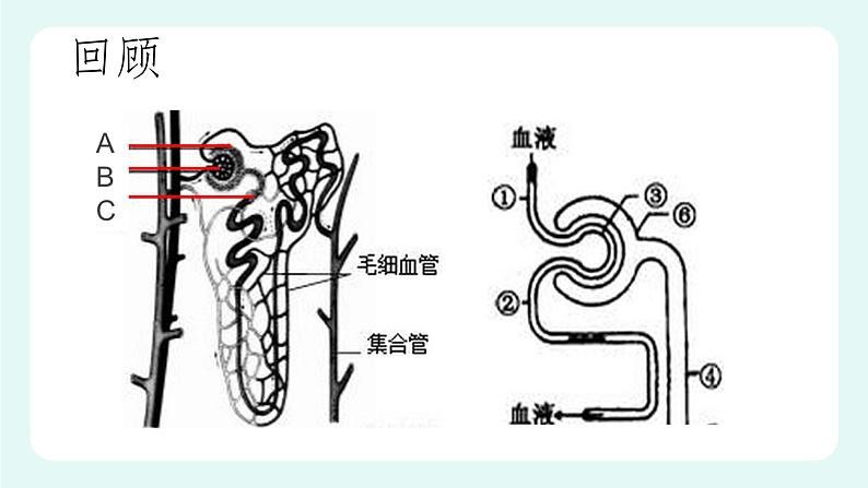 11.2 尿的形成与排出（2）（课件+教案+练习+学案）02